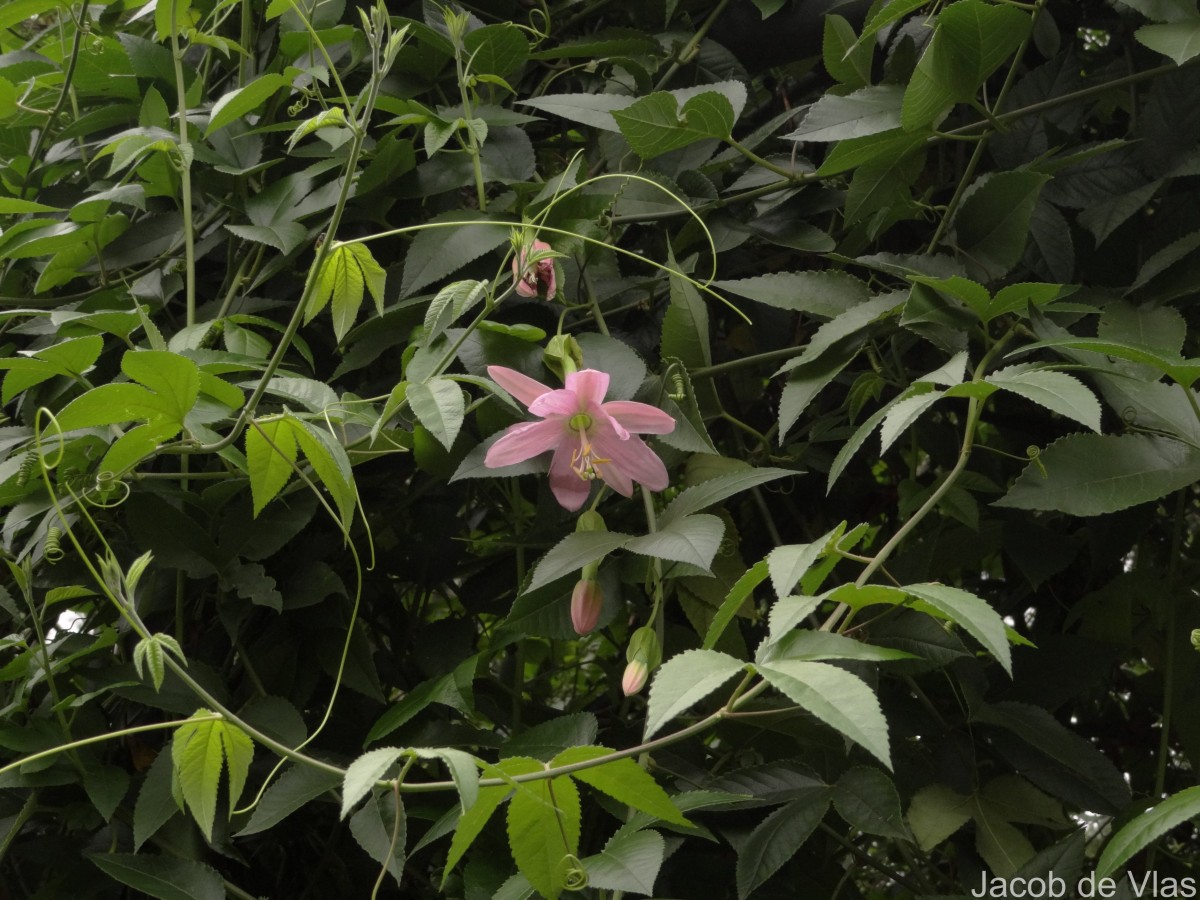Passiflora maliformis L.